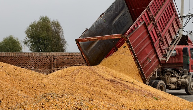 从“卖粮愁”到“放心收” 山西拨云见日稳秋实