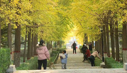 石家莊市鹿泉區(qū)海山公園：銀杏“披金”醉游人