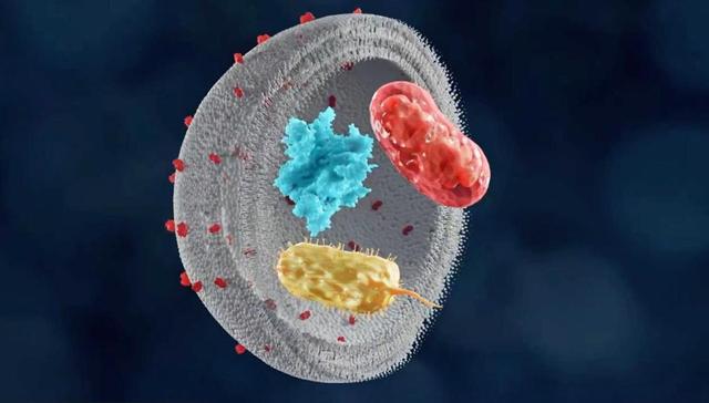 细胞自噬，美妆抗老赛道的“隐藏王牌”