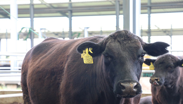 只此山东 | 从良种到优品，这是滨州畜牧高质量发展“密码”