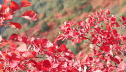 中條山下“紅黃配”：平陸農(nóng)文旅融合繪就振興圖景