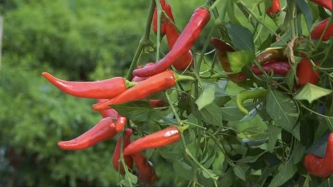 郫都以“辣”为媒 书写乡村振兴新答卷