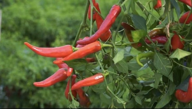 郫都以“辣”为媒 书写乡村振兴新答卷