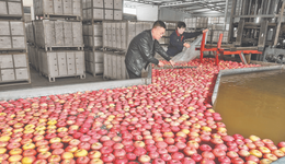 山西運(yùn)城：17.7萬(wàn)噸鮮果何以順利“出?！保? class=