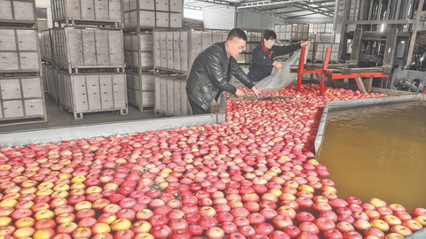 山西运城：17.7万吨鲜果何以顺利“出海”？
