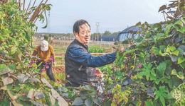 重構(gòu)土地價(jià)值，重塑城鄉(xiāng)情感，運(yùn)城市多地探索“認(rèn)養(yǎng)農(nóng)業(yè)”新業(yè)態(tài)