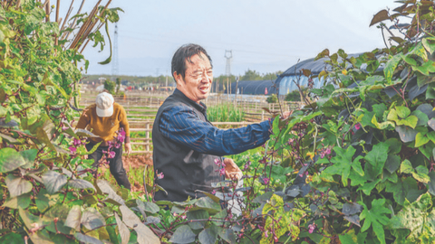重构土地价值，重塑城乡情感，运城市多地探索“认养农业”新业态