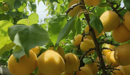 面子靚 里子實(shí) 心氣高——“永安蝶變”三部曲