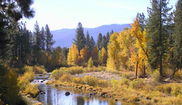 塞罕坝机械林场通过CFCC/PEFC森林经营认证