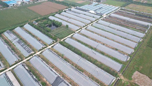 鲁城观察丨从“一村兴”到“一片强”，兰山区铺就乡村共富新坦途