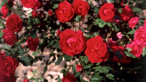 时评 | 平阴，用玫瑰“种”出了一个IPO