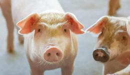 3家上市猪企预计2025年亏损，猪周期变了？