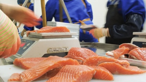 山东城市观察｜“日照产”三文鱼，加速游向百亿级市场