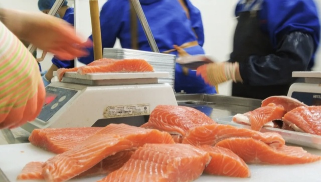 山东城市观察｜“日照产”三文鱼，加速游向百亿级市场