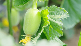 科技赋能助增收 山西太谷香瓜敲开致富门