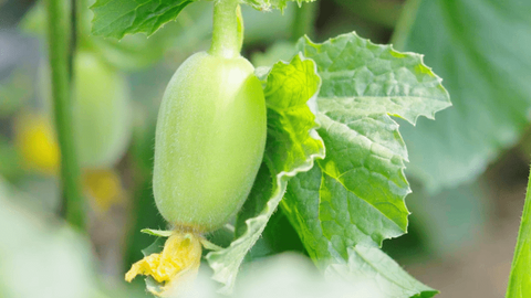 科技賦能助增收 山西太谷香瓜敲開致富門