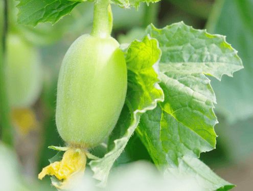 科技赋能助增收 山西太谷香瓜敲开致富门