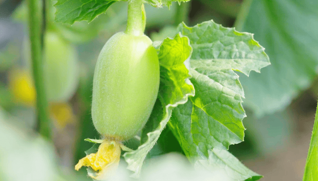 科技赋能助增收 山西太谷香瓜敲开致富门