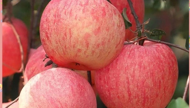 吉县依托特色产业推进乡村振兴——苹果树挑起“金扁担”