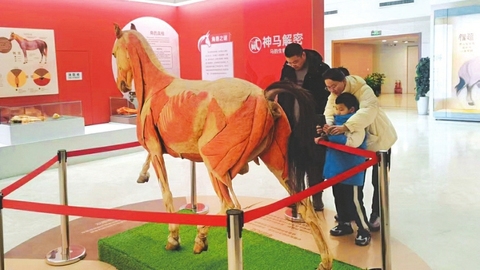 我在山西過大年：學(xué)知識 博物館里探奧秘