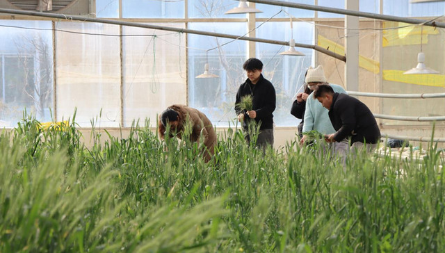 山东肥城：新春麦浪涌 “科技粮仓”已飘香