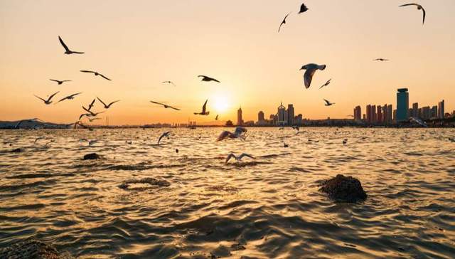 时评 |  鸥鸟回翔观青岛，生命之间的默契是最美景致