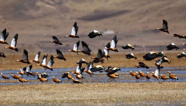 在九曲黄河的第一道“弯”，看四川的治水之法