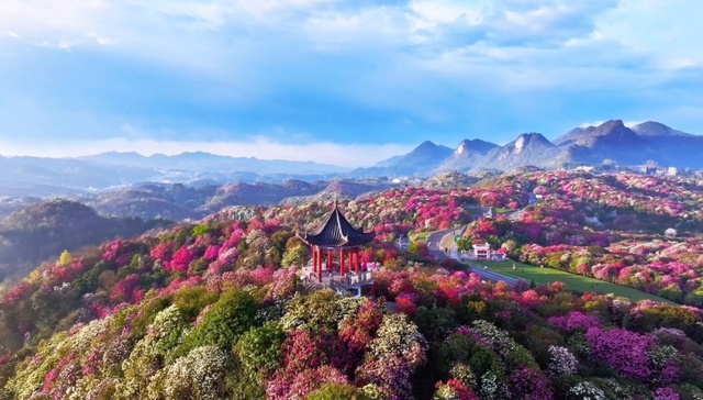 这个春天，从四川奔赴乌蒙深处“串花游”