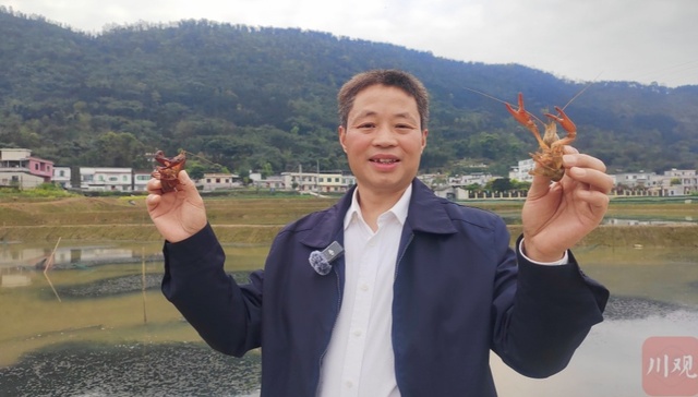 一只川南早虾的“升值记”