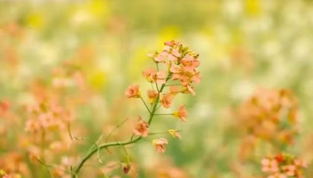 10000m？油菜花迷宫“硬核”上线 成都把科技“种”进泥土里