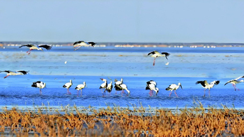 山东超85%国家重点保护物种获有效保护