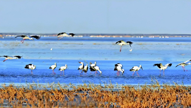 山东超85%国家重点保护物种获有效保护