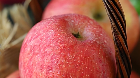 2025年运城水果出口量额双双刷新纪录 “北方百果园”香飘海外