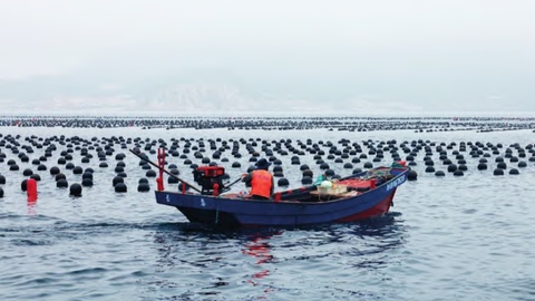 山东城市观察｜286亿砸向深蓝，威海织密海洋经济全产业链