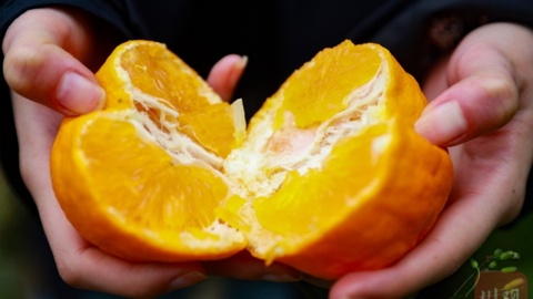 四川黃果柑大量上市，解碼柑橘市場“價值突圍”樣本