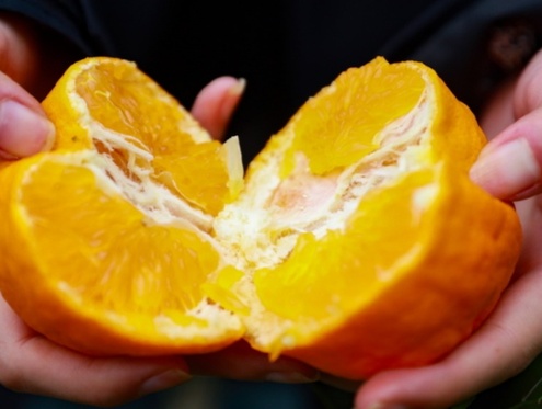 四川黄果柑大量上市，解码柑橘市场“价值突围”样本