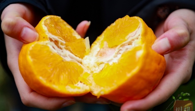 四川黄果柑;大量上市;解码柑橘市场;价值突围样本