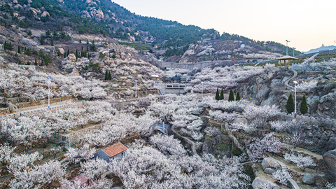 山东文旅观察|“赏花经济”如何催旺山东春日新“钱”景？