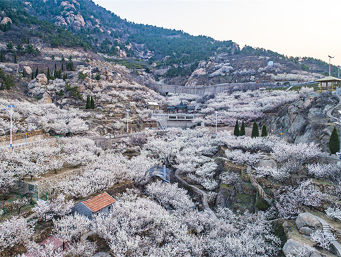 山東文旅觀察|“賞花經(jīng)濟(jì)”如何催旺山東春日新“錢”景？