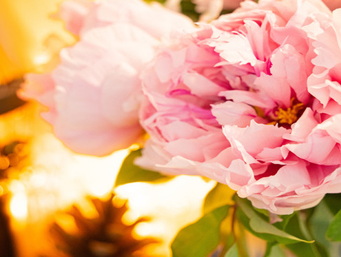 時評 | 吃透“牡丹”的菏澤