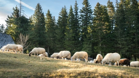 四川甘孜州玉科草原岩羊成群现身 生态画卷赋能高原旅游