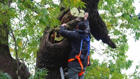 四川平昌：精心守护1942株“绿色活化石”