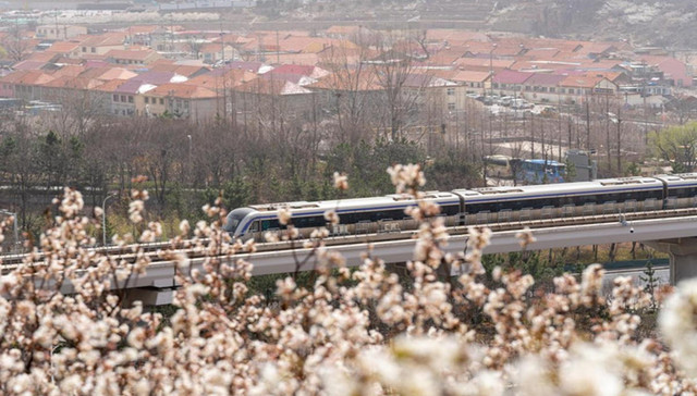 “开往春天的地铁”火了，这里有青岛最美的景致
