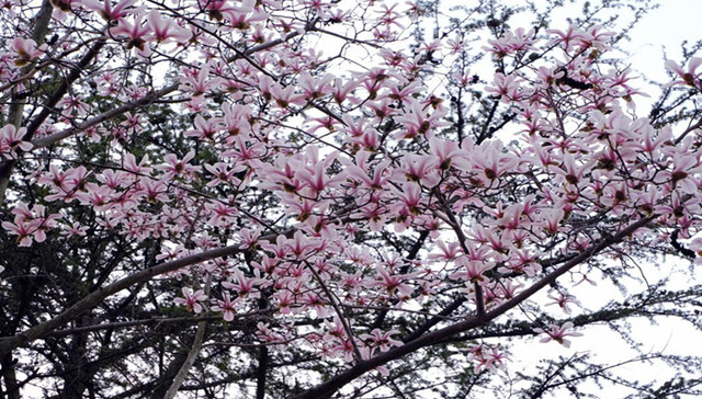 乘着地铁去赏花丨中山公园站把春天搬进车站，邀您赴一场繁花之约