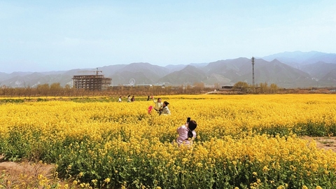 山西運(yùn)城：河?xùn)|春早花更香