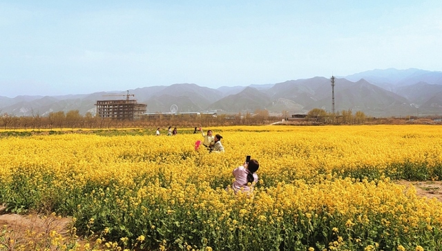 山西运城：河东春早花更香