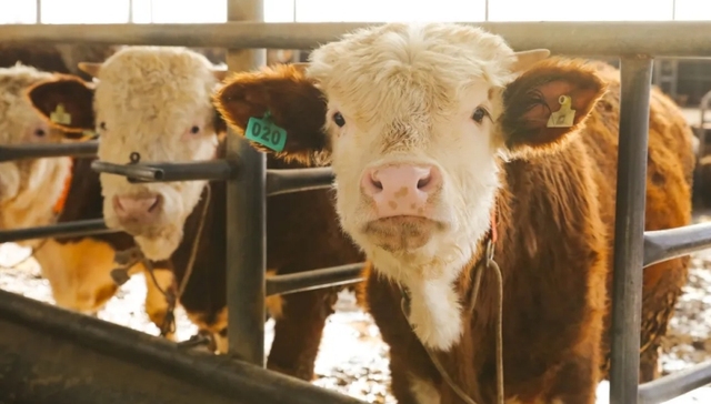 酒糟育肥牛 科技兴产业 ——文水县保贤村绘就肉牛专业镇高质量发展新图景