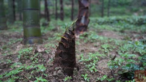 一根好笋，撬动博望村的春天