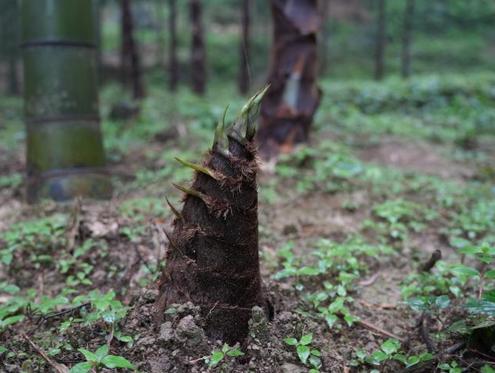 一根好笋，撬动博望村的春天