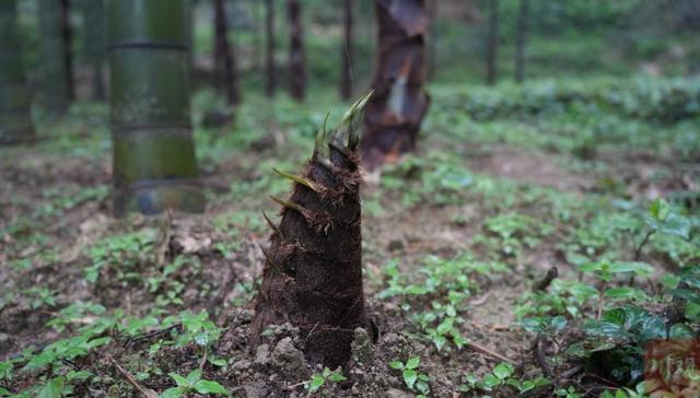 一根好笋，撬动博望村的春天
